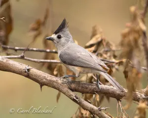 Black-crested Titmouse with crest raised,  Texas