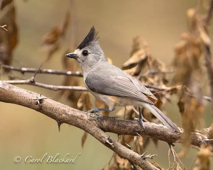 Black-crested Titmouse with crest raised,  Texas