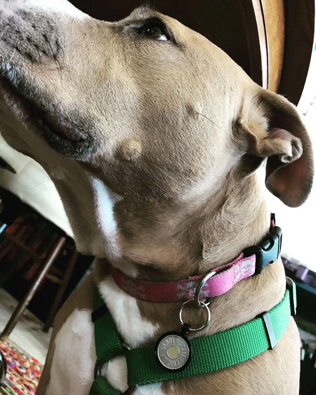 Token DOG TAG