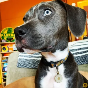 Token DOG TAG